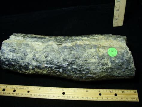 stigmaria fossil value